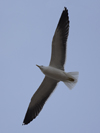 1cy fuscus in August, ringed in Finland. (81365 bytes)